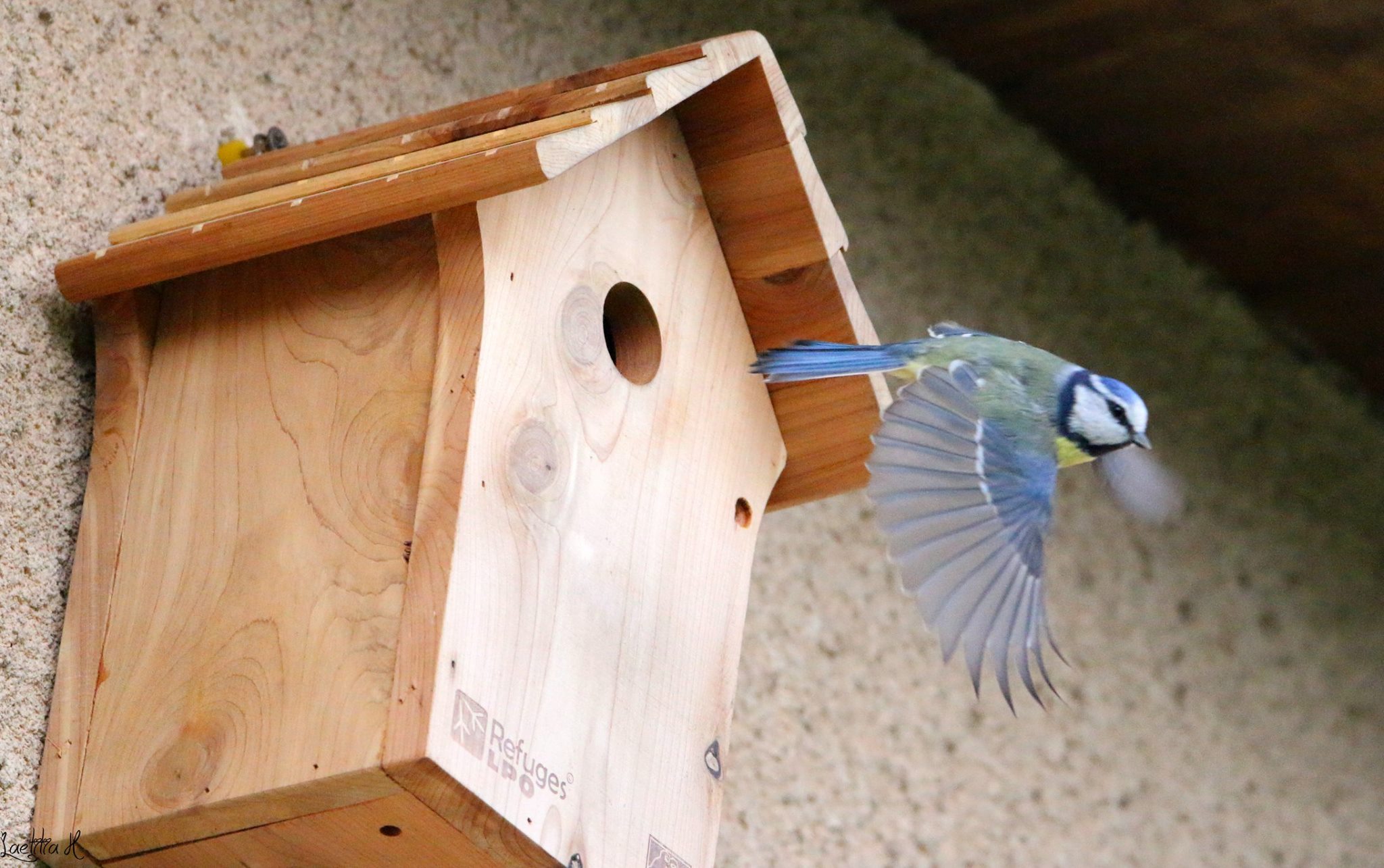 Nichoir oiseaux en bois pour mésanges bleues, moineaux, passereaux