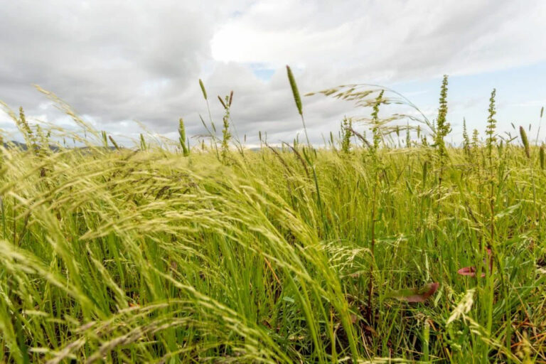 Teff Grass