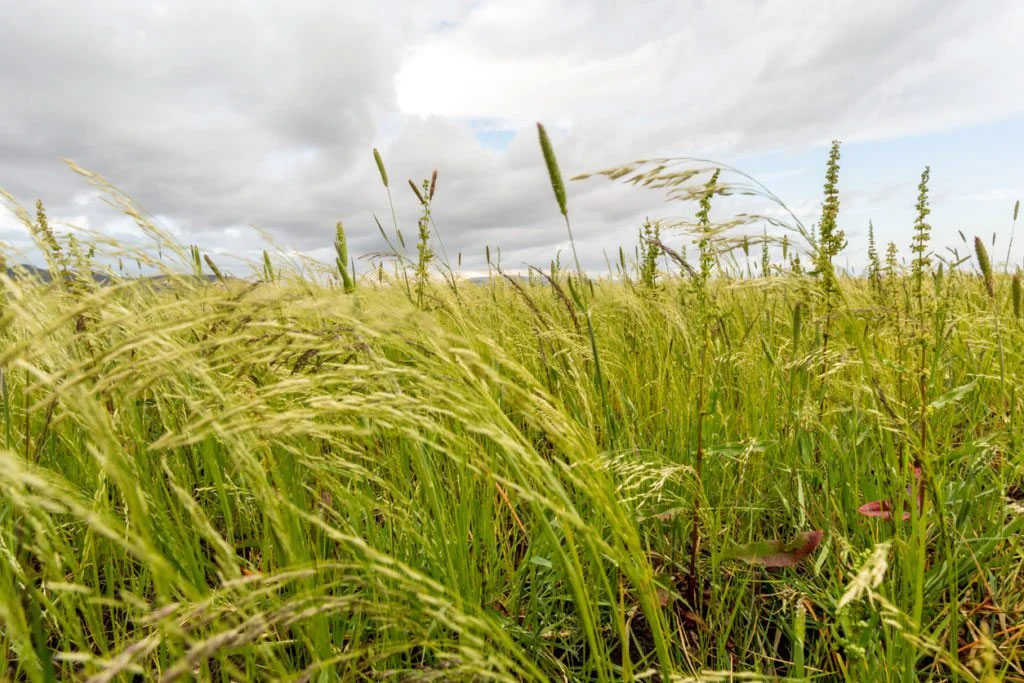 Teff Grass